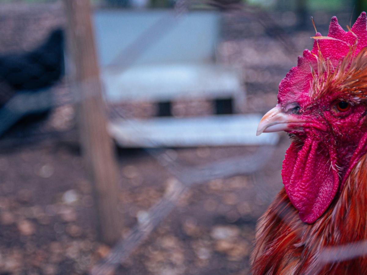 Massive Bird Flu Outbreak Hits Jharkhand: 2,196 Birds Culled at Ranchi ...