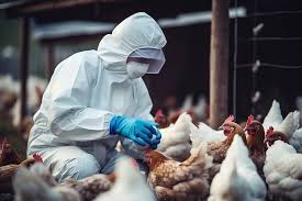 Bird Flu Outbreak in Latur: 4,200 Chicks Found Dead in Poultry Farm in ...
