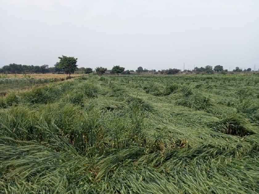 Unseasonal Rains Hit Vidarbha and Marathwada; Crops Damaged, Districts ...