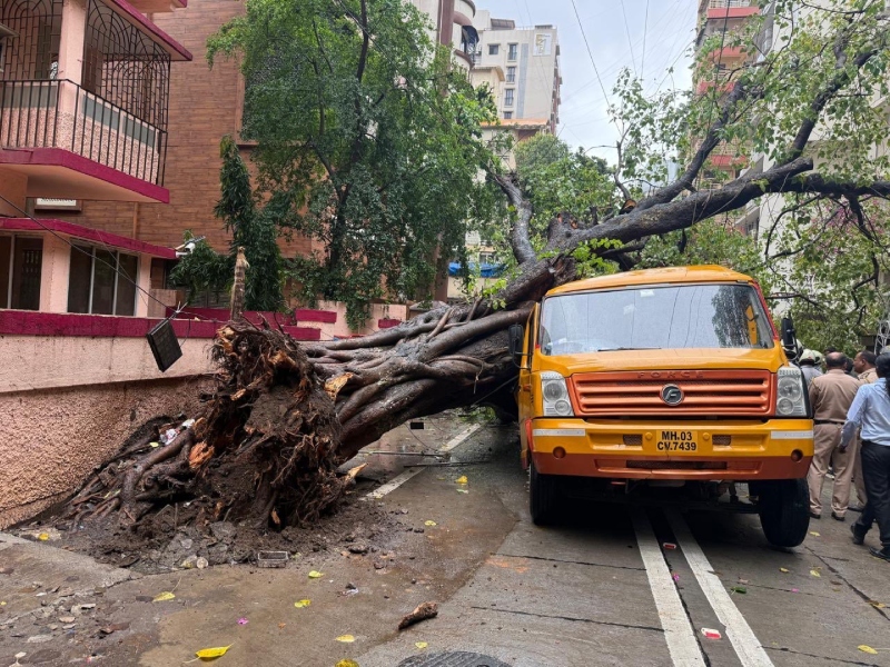 Chembur Tree Fall: BMC Official Suspended After Tree Fell On School Bus, Killing 11