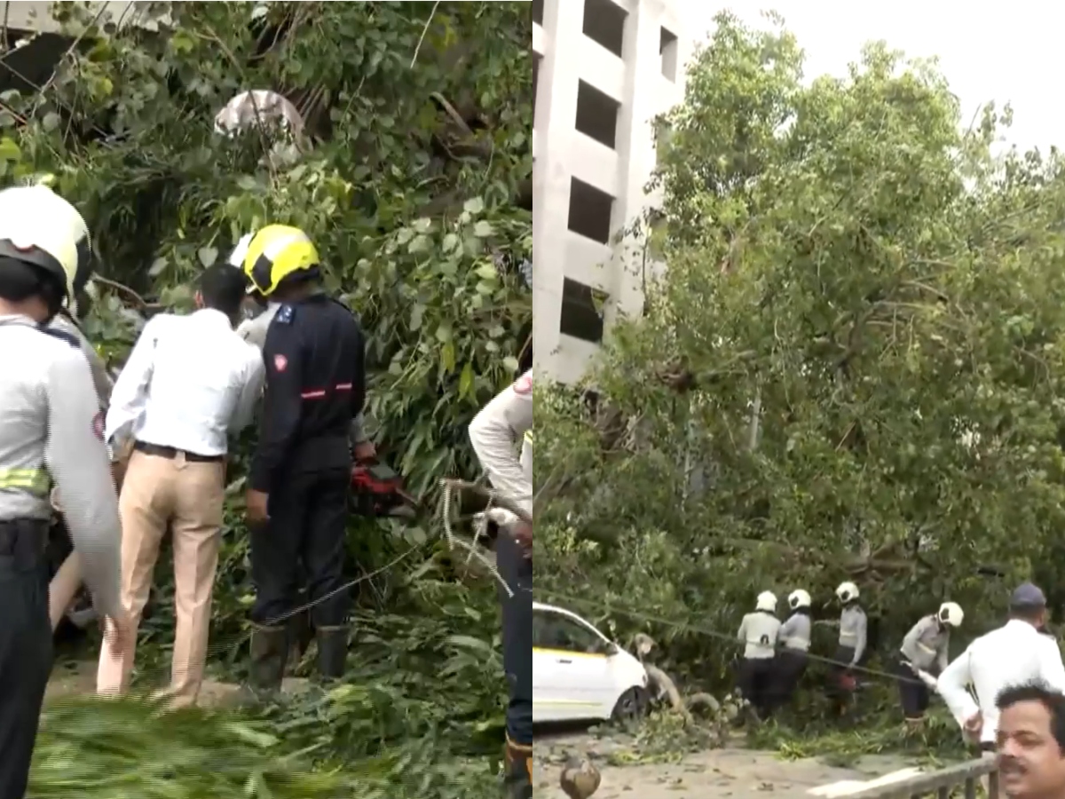 Mumbai Churchgate Tree Fall: Four Vehicles Hit, Two Injured - www ...