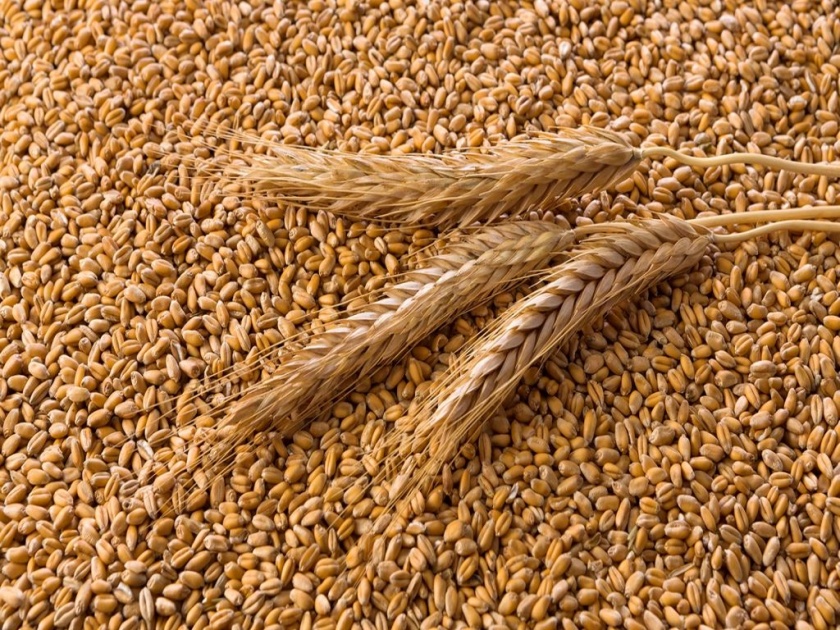 Government Sets Modest Target of 30-32 Million Tonnes for Wheat ...