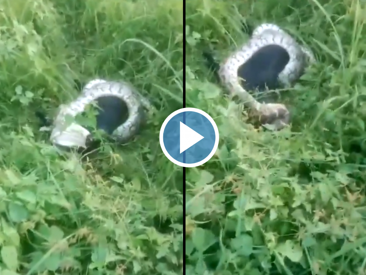 Watch Giant Python Caught Swallowing Goat in Raebareli, UP; Video Goes ...