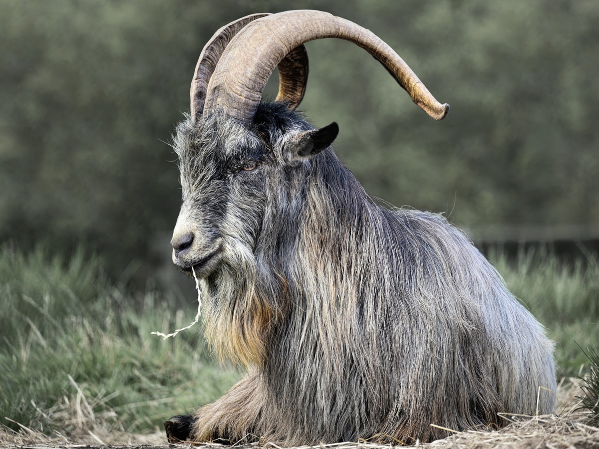 Eid-al-Adha 2024: Goat Fetches Price More Than a 3BHK Flat Ahead of ...