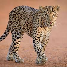 Leopard Attack in Nandurbar: 10-Year-Old Girl Dragged Away and Killed ...