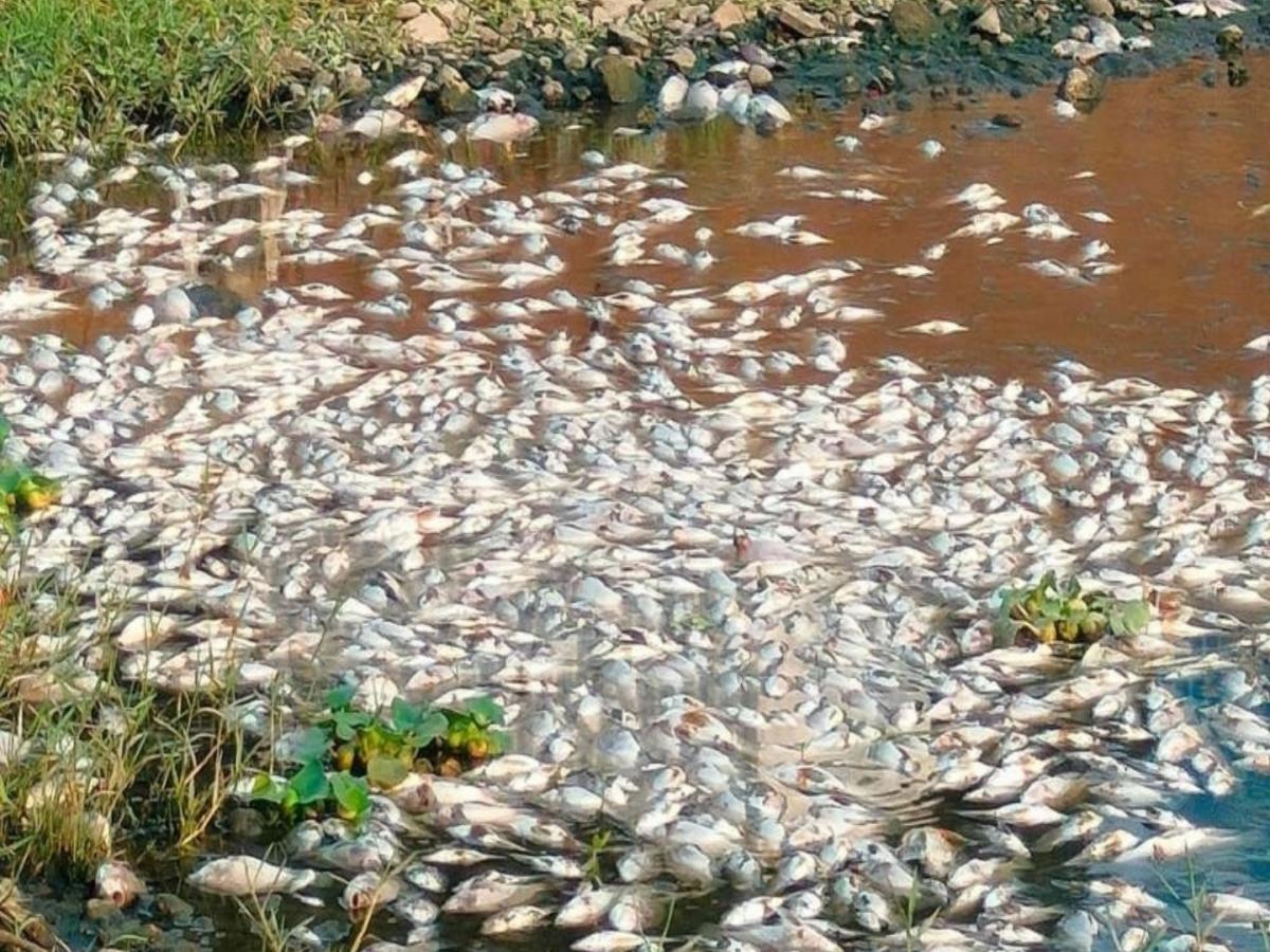 Dead Fish Found in Mula-Mutha River: MPCB Issues Notice to Pune ...