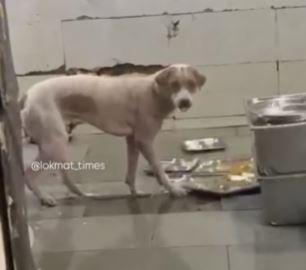 Maharashtra Shocker: Stray Dog Found Eating from Used Plates in IIIT