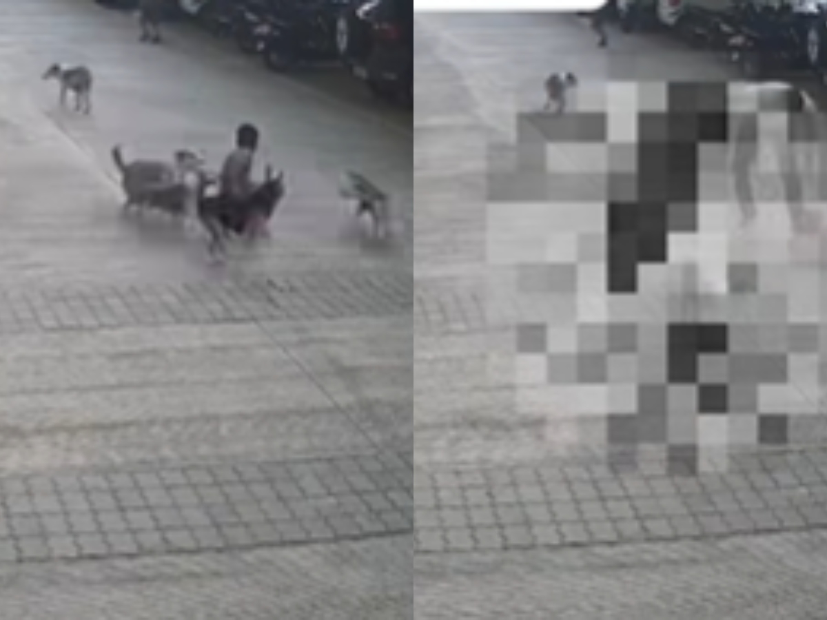 Pune: Stray Dogs Attack Boy While Playing in Society; Shocking CCTV ...