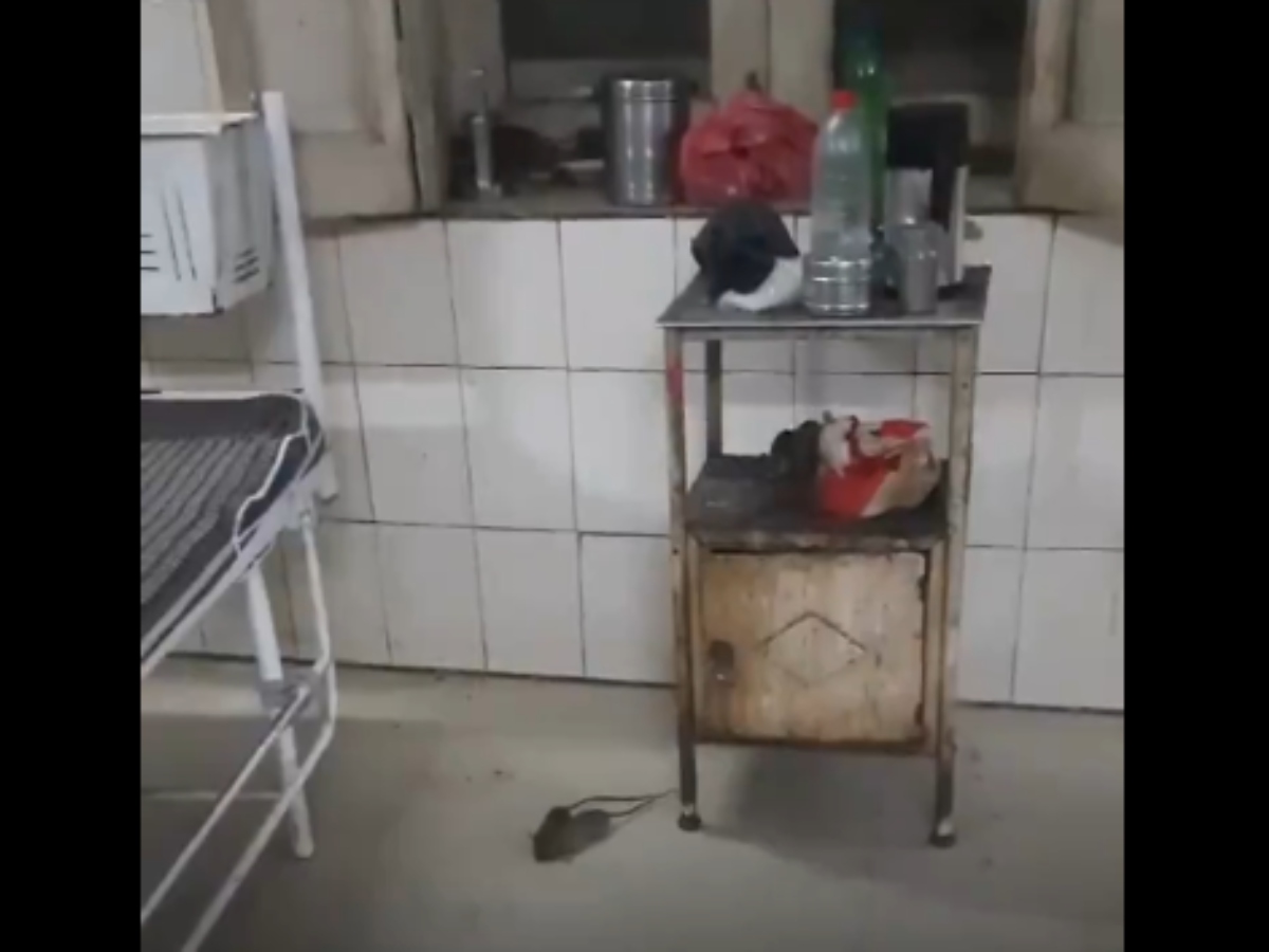 Rats in Gwalior Hospital Authorities Order Effective Pest Control