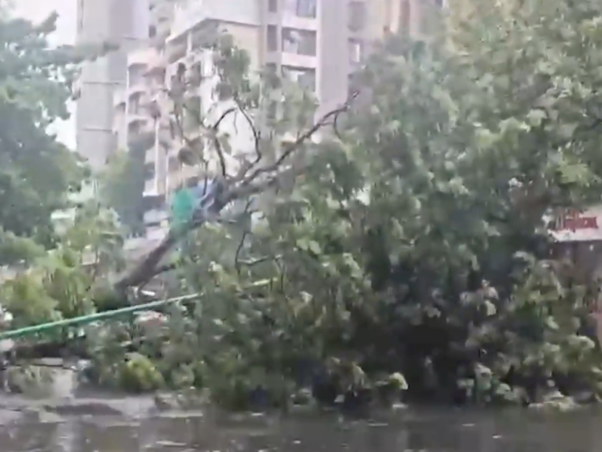 Virar Rains: Huge Tree Falls on Nalasopara–Virar 90 Feet Road, Traffic Hit
