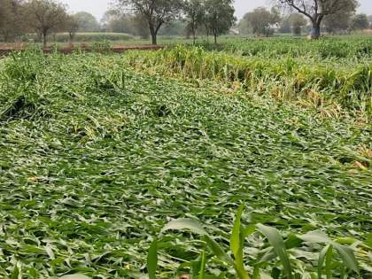 Unseasonal rains damage crops in Yavatmal district - www.lokmattimes.com