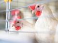 Avian Flu Outbreak in Ranchi: Jharkhand On Alert After State Run Poultry Farm Culls 2,196 Birds (Watch Video) - Hindi News | Avian Flu Outbreak in Ranchi: Jharkhand On Alert After State Run Poultry Farm Culls 2,196 Birds (Watch Video) | Latest national News at Lokmattimes.com