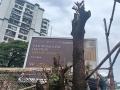 Protests Erupt in Navi Mumbai Over Repeated Chopping of Almond Tree for Advertisement Hoarding - Hindi News | Protests Erupt in Navi Mumbai Over Repeated Chopping of Almond Tree for Advertisement Hoarding | Latest navi-mumbai News at Lokmattimes.com