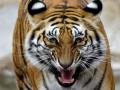 Man escapes death after tiger bites into helmet, killing his two friends - Hindi News | Man escapes death after tiger bites into helmet, killing his two friends | Latest national News at Lokmattimes.com