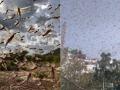 All you need to know about Locusts Attack - Hindi News | All you need to know about Locusts Attack | Latest national News at Lokmattimes.com