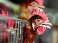 Bird Flu in United States: Second Human Case Confirmed in America - Hindi News | Bird Flu in United States: Second Human Case Confirmed in America | Latest international News at Lokmattimes.com