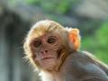 Monkey's granted land rights in Maharashtra's Osmanabad district - Hindi News | Monkey's granted land rights in Maharashtra's Osmanabad district | Latest maharashtra News at Lokmattimes.com