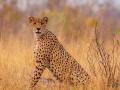 Female cheetah dies in MP's Kuno National Park, third death in three months - Hindi News | Female cheetah dies in MP's Kuno National Park, third death in three months | Latest national News at Lokmattimes.com