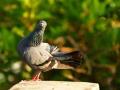Mumbai Police Release Suspected Chinese Spy Pigeon After 8-Month Investigation - Hindi News | Mumbai Police Release Suspected Chinese Spy Pigeon After 8-Month Investigation | Latest maharashtra News at Lokmattimes.com