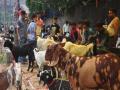 Maharashtra : 6 goats worth 1.20 lakh for Bakrid celebrations electrocuted - Hindi News | Maharashtra : 6 goats worth 1.20 lakh for Bakrid celebrations electrocuted | Latest maharashtra News at Lokmattimes.com