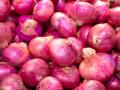 Onion Supply Surges in Maharashtra: Will Farmers Survive the Price Crash? - Hindi News | Onion Supply Surges in Maharashtra: Will Farmers Survive the Price Crash? | Latest maharashtra News at Lokmattimes.com