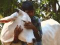 Animal Welfare Board urges Indian's to celebrate Valentine's Day as Cow Hug Day - Hindi News | Animal Welfare Board urges Indian's to celebrate Valentine's Day as Cow Hug Day | Latest national News at Lokmattimes.com