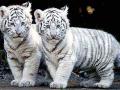 Two white tiger cubs in Lahore zoo died likely of Covid-19 infection - Reports - Hindi News | Two white tiger cubs in Lahore zoo died likely of Covid-19 infection - Reports | Latest international News at Lokmattimes.com