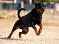 Pitbull, Rottweiler Ban : Centre Directs States to Ban 23 Ferocious Dogs Citing Threat to Human Life - Hindi News | Pitbull, Rottweiler Ban : Centre Directs States to Ban 23 Ferocious Dogs Citing Threat to Human Life | Latest national News at Lokmattimes.com