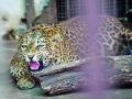 Nagpur: Fruits and Honey for Bears, Coolers for Leopards, Green Net Covering and Adequate Water for All Animals at Maharajbagh Zoo - Hindi News | Nagpur: Fruits and Honey for Bears, Coolers for Leopards, Green Net Covering and Adequate Water for All Animals at Maharajbagh Zoo | Latest nagpur News at Lokmattimes.com