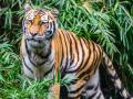 First Time Ever! Injured tiger to get artifical limb today - Hindi News | First Time Ever! Injured tiger to get artifical limb today | Latest national News at Lokmattimes.com