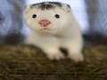 Spain to kill 90,000 Minks to avoid human to human transmission of COVID-19 - Hindi News | Spain to kill 90,000 Minks to avoid human to human transmission of COVID-19 | Latest international News at Lokmattimes.com