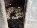 Nashik: Forest department's month-long efforts pay off, leopard captured alive - Hindi News | Nashik: Forest department's month-long efforts pay off, leopard captured alive | Latest maharashtra News at Lokmattimes.com