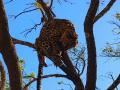 Maharashtra Shocker: Leopard Carcass Found Atop Tree, Girl's Body Discovered Near Ajinkyatara Fort in Satara - Hindi News | Maharashtra Shocker: Leopard Carcass Found Atop Tree, Girl's Body Discovered Near Ajinkyatara Fort in Satara | Latest maharashtra News at Lokmattimes.com