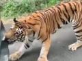 Ananad Mahindra reacts after video of tiger biting Mahindra Xylo goes viral! - Hindi News | Ananad Mahindra reacts after video of tiger biting Mahindra Xylo goes viral! | Latest business News at Lokmattimes.com