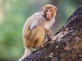 Coronavirus lockdown: A monkey with his kite flying skills leaves everyone amused - Hindi News | Coronavirus lockdown: A monkey with his kite flying skills leaves everyone amused | Latest social-viral News at Lokmattimes.com