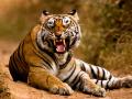 Tiger kills 55-year-old man in Maharashtra's Chandrapur district - Hindi News | Tiger kills 55-year-old man in Maharashtra's Chandrapur district | Latest maharashtra News at Lokmattimes.com