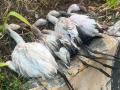 Rare Incident: Flamingos Die After Hitting Sign Board at Nerul Jetty, Claims Resident - Hindi News | Rare Incident: Flamingos Die After Hitting Sign Board at Nerul Jetty, Claims Resident | Latest maharashtra News at Lokmattimes.com