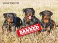 Government Considers Ban on Rottweilers, Pitbulls, and American Bulldogs in India - Hindi News | Government Considers Ban on Rottweilers, Pitbulls, and American Bulldogs in India | Latest national News at Lokmattimes.com