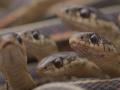 Snake Attack in US: 124 snakes found around dead body in a house - Hindi News | Snake Attack in US: 124 snakes found around dead body in a house | Latest international News at Lokmattimes.com