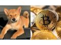 Shiba Inu up by 45 per cent in last 24 hours; check out reason why it's going up - Hindi News | Shiba Inu up by 45 per cent in last 24 hours; check out reason why it's going up | Latest business News at Lokmattimes.com