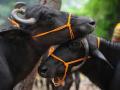 Navi Mumbai: Tempo Driver Booked for Transporting Buffaloes for Slaughter - Hindi News | Navi Mumbai: Tempo Driver Booked for Transporting Buffaloes for Slaughter | Latest maharashtra News at Lokmattimes.com