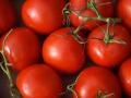 Pune: Farmer earns Rs 3 crore in month by selling tomatoes - Hindi News | Pune: Farmer earns Rs 3 crore in month by selling tomatoes | Latest maharashtra News at Lokmattimes.com