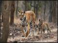 Pench Collarwali Tigress: Pench super mom 'Collarwali' tigress dies - Hindi News | Pench Collarwali Tigress: Pench super mom 'Collarwali' tigress dies | Latest national News at Lokmattimes.com