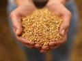 Govt hikes wheat by Rs 110 to Rs 2,215 per quintal - Hindi News | Govt hikes wheat by Rs 110 to Rs 2,215 per quintal | Latest national News at Lokmattimes.com