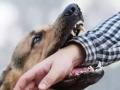 Maharashtra: 6,427 dog bite instances reported in Raigad district in six months - Hindi News | Maharashtra: 6,427 dog bite instances reported in Raigad district in six months | Latest maharashtra News at Lokmattimes.com