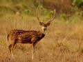 Maharashtra: 12 deer die after jumping from bridge in Solapur - Hindi News | Maharashtra: 12 deer die after jumping from bridge in Solapur | Latest maharashtra News at Lokmattimes.com