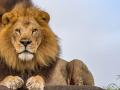 Four lions in Chennai zoo test positive with COVID-19 variant Delta - Hindi News | Four lions in Chennai zoo test positive with COVID-19 variant Delta | Latest national News at Lokmattimes.com