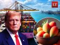 US Rejects Indian Mango Shipments Worth Rs 4.28 Crore Over Documentation Issues - Hindi News | US Rejects Indian Mango Shipments Worth Rs 4.28 Crore Over Documentation Issues | Latest international News at Lokmattimes.com