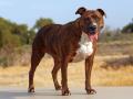 Pitbull, Rottweilers banned in Ghaziabad - Hindi News | Pitbull, Rottweilers banned in Ghaziabad | Latest national News at Lokmattimes.com