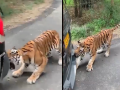 Viral Video! Tiger grabs Xylo SUV by its teeth as tourists sit inside, Anand Mahindra shares video - Hindi News | Viral Video! Tiger grabs Xylo SUV by its teeth as tourists sit inside, Anand Mahindra shares video | Latest social-viral News at Lokmattimes.com